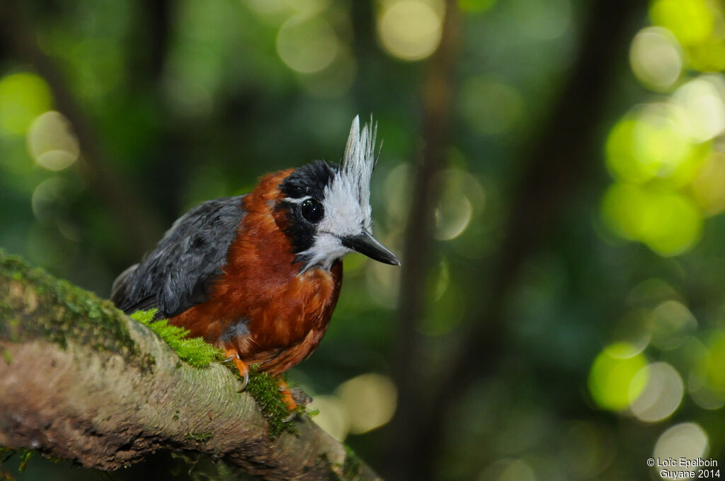 White-plumed Antbird