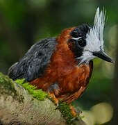 White-plumed Antbird