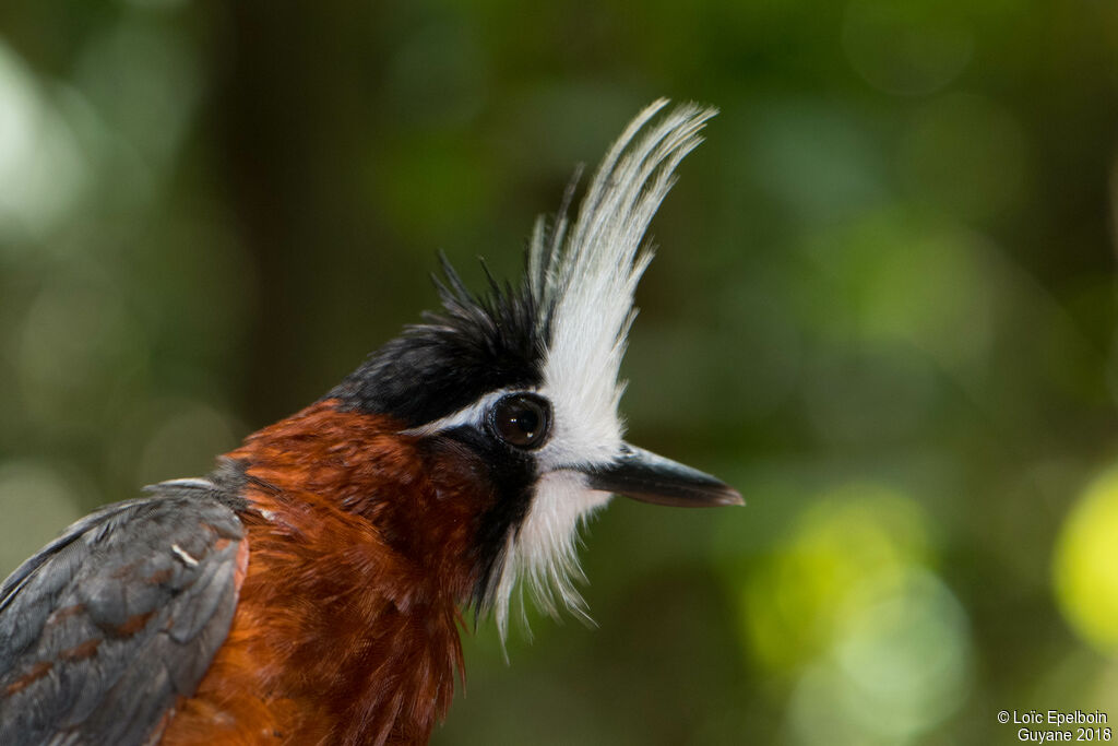 White-plumed Antbird