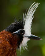 White-plumed Antbird