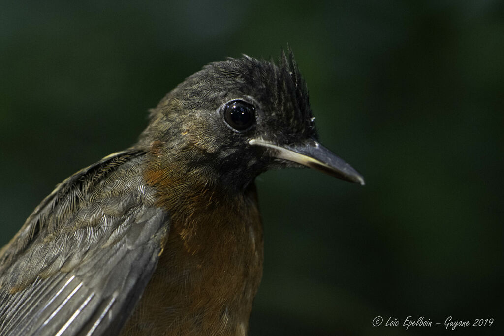 White-plumed Antbirdjuvenile