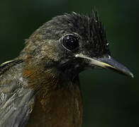 White-plumed Antbird