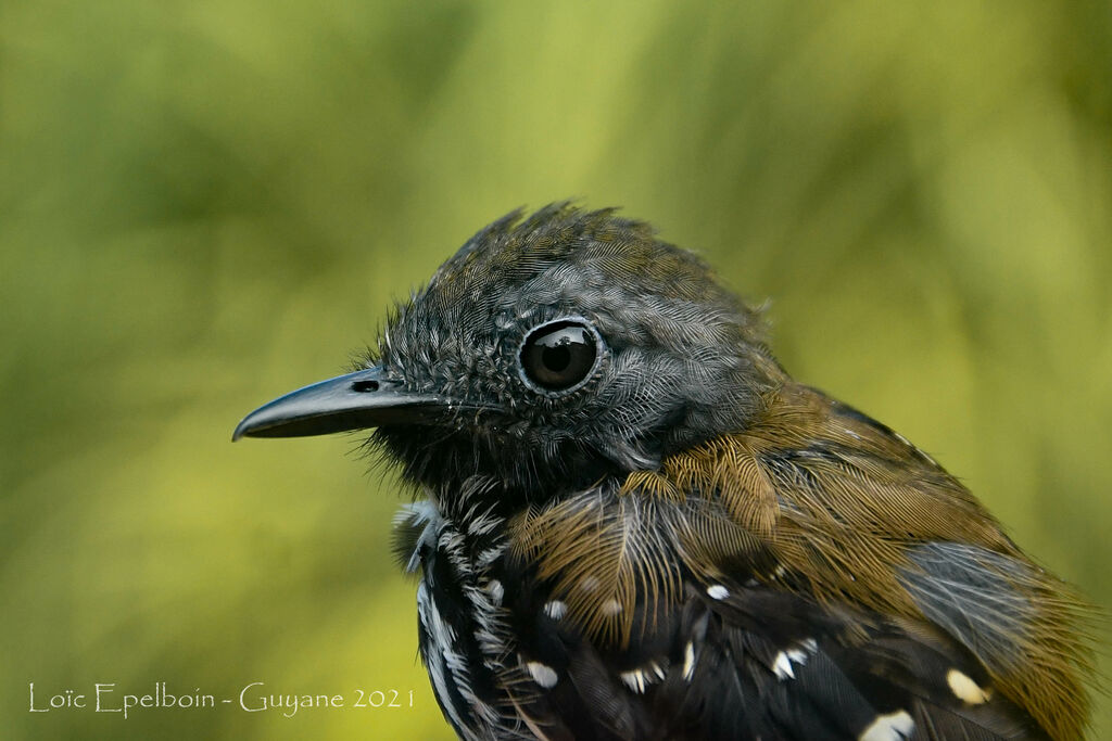 Spot-backed Antbird