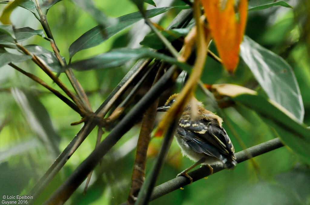 Common Scale-backed Antbird