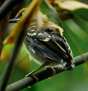 Common Scale-backed Antbird