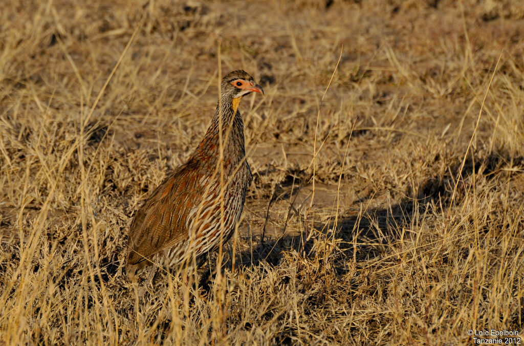 Francolin à poitrine grise