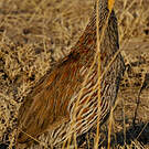 Francolin à poitrine grise