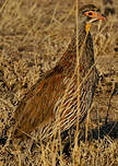 Francolin à poitrine grise