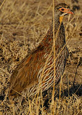 Francolin à poitrine grise