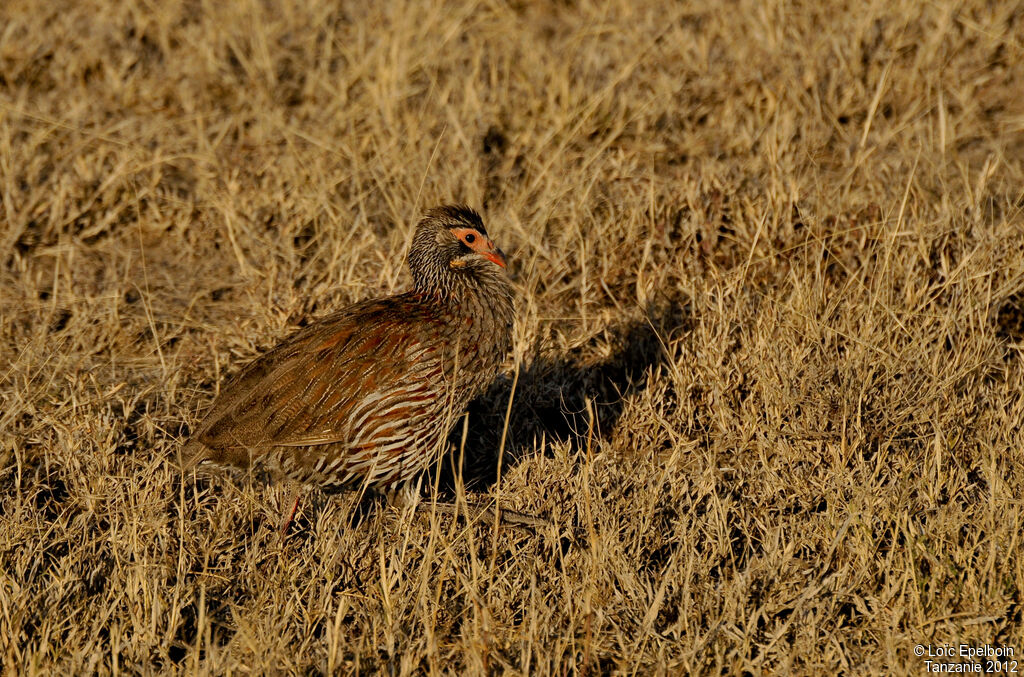 Grey-breasted Spurfowl