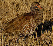 Francolin à poitrine grise