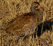 Grey-breasted Spurfowl