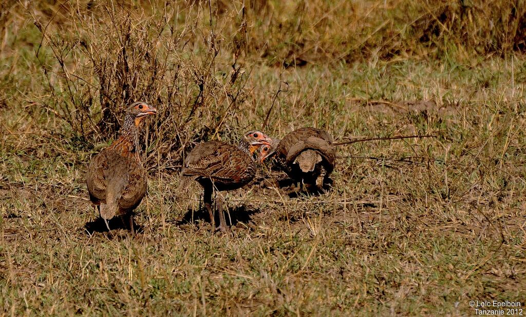 Francolin à poitrine grise