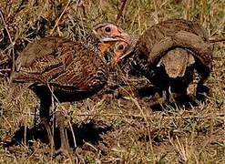 Francolin à poitrine grise