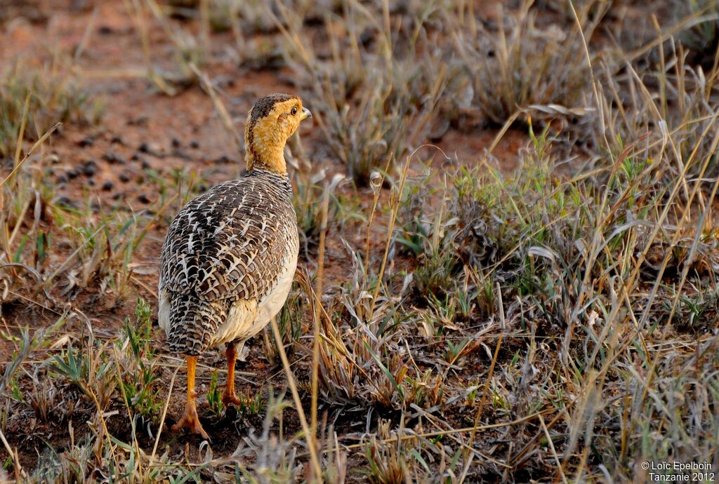 Coqui Francolin