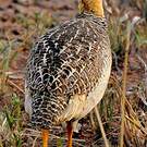 Francolin coqui