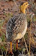 Francolin coqui