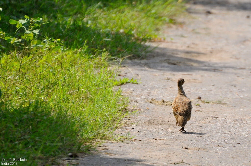 Francolin gris