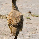 Francolin gris
