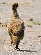 Grey Francolin