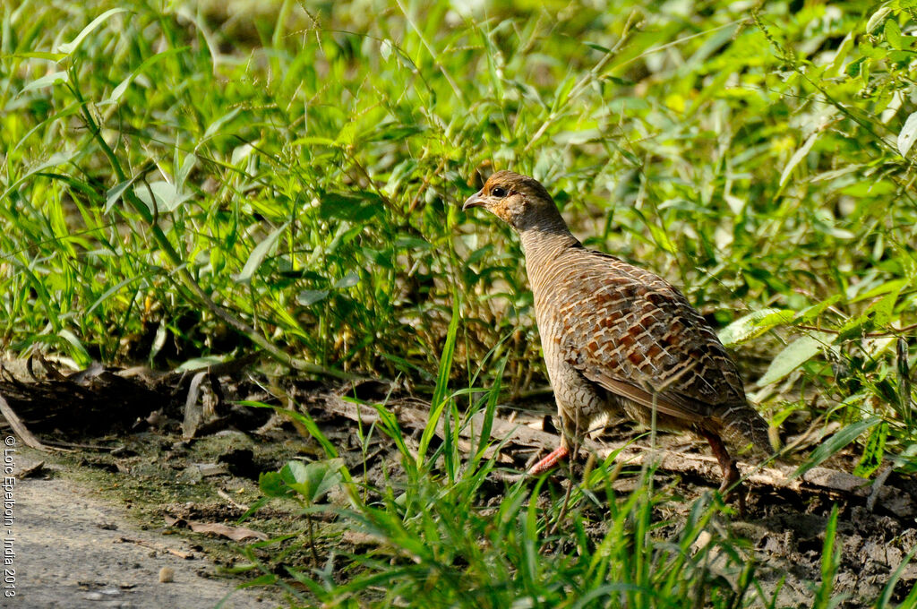 Grey Francolin