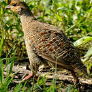 Francolin gris