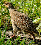 Francolin gris