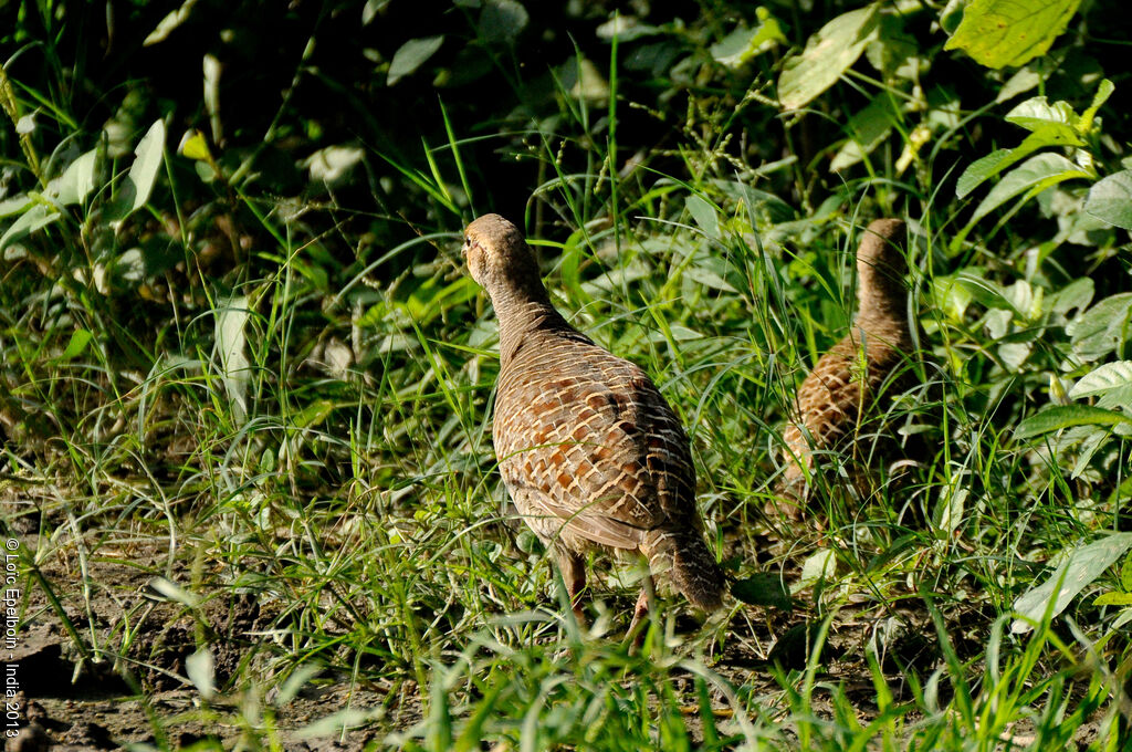 Grey Francolin