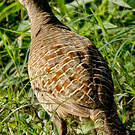 Francolin gris