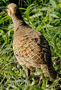 Grey Francolin