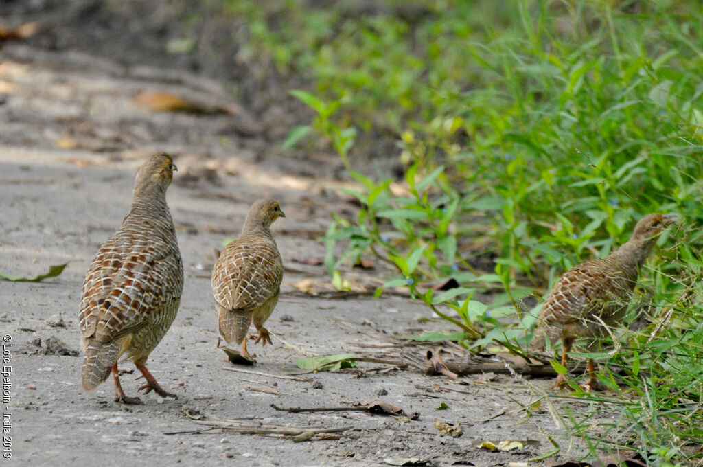 Francolin gris