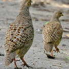 Francolin gris