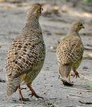 Francolin gris