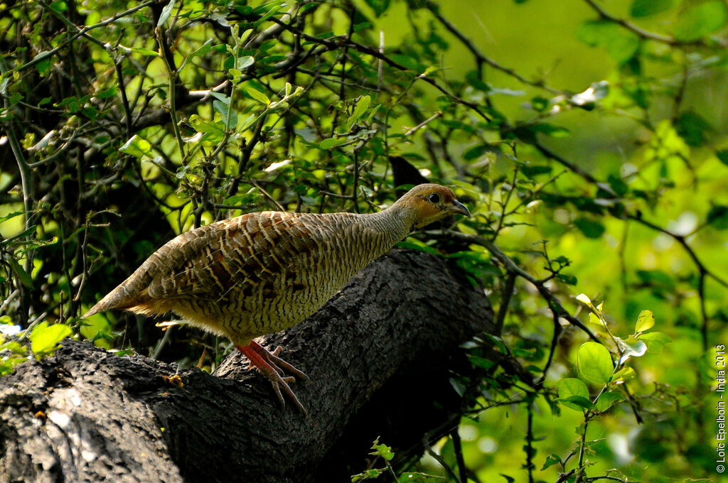 Francolin gris