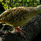 Francolin gris