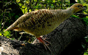 Grey Francolin