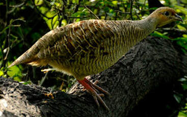 Francolin gris