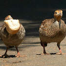 Francolin gris