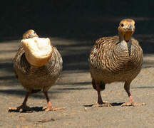 Francolin gris