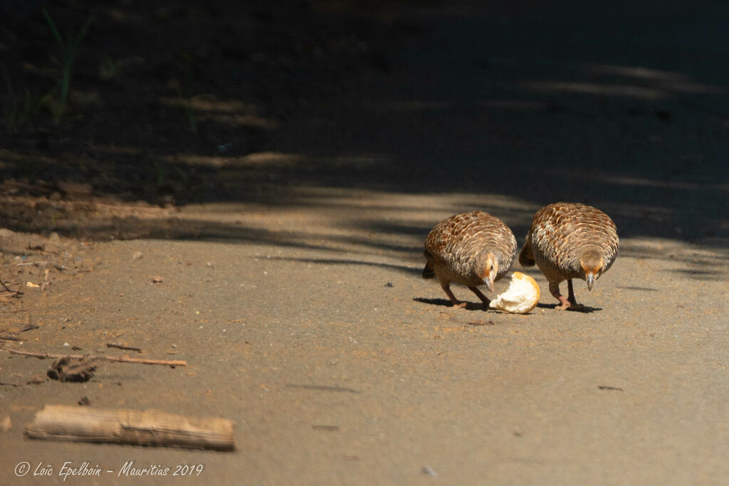 Francolin gris