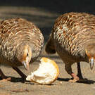 Francolin gris