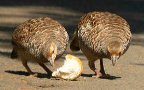 Francolin gris