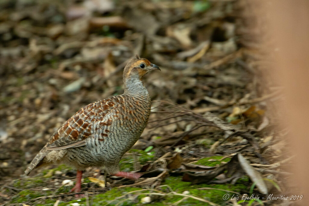 Francolin gris