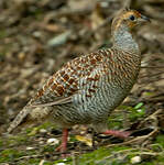 Francolin gris