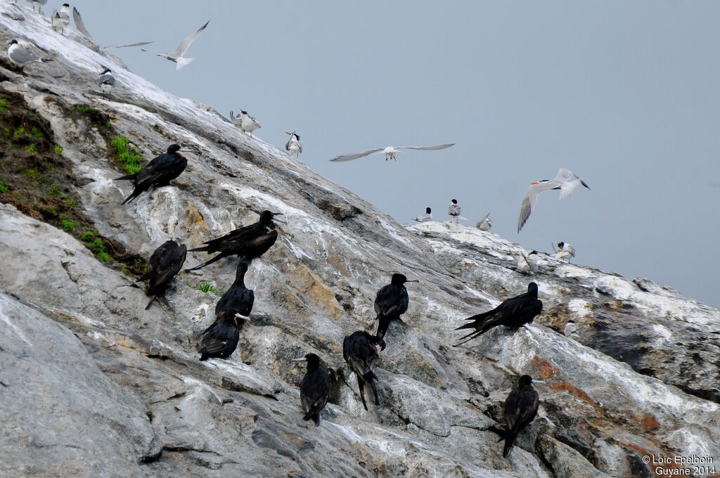 Magnificent Frigatebird