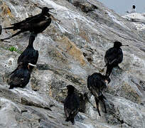 Magnificent Frigatebird