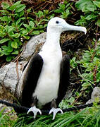 Magnificent Frigatebird