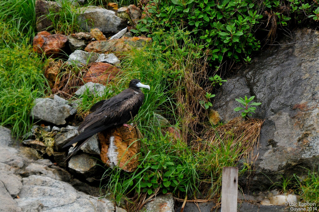 Magnificent Frigatebird