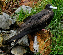 Magnificent Frigatebird