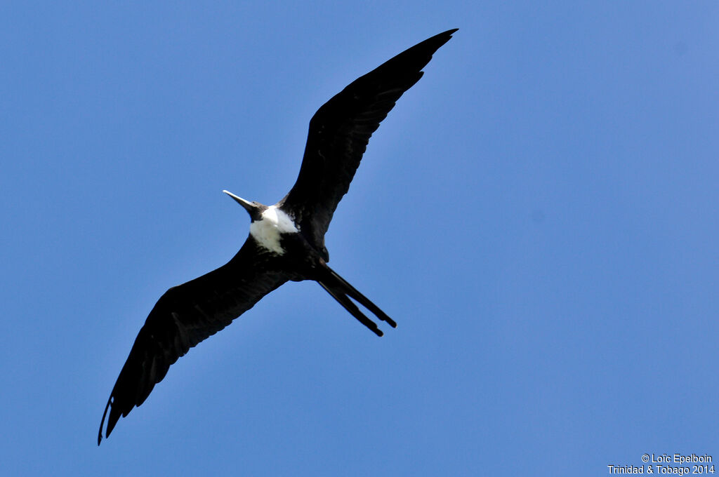 Magnificent Frigatebird